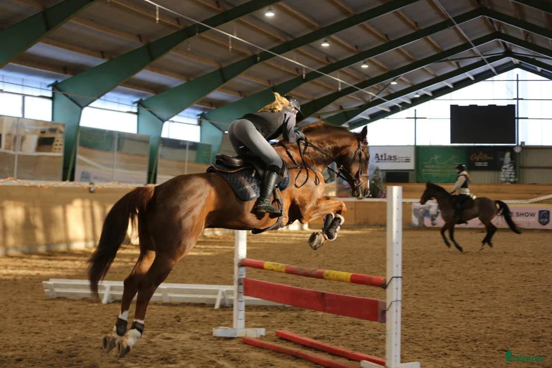 Allround hästar till salu:  Chandra – kvalitetsto med stor kapacitet - Annons 2