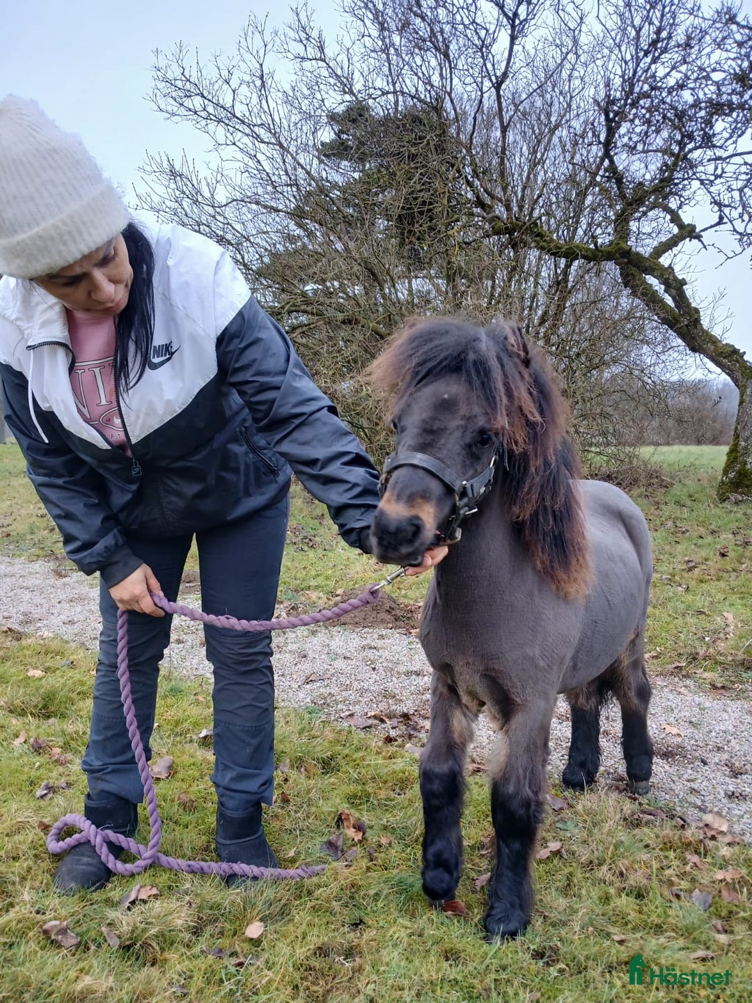 Allround hästar till salu: Shetlamdsponny Lovande hingstföl  - Annons 7