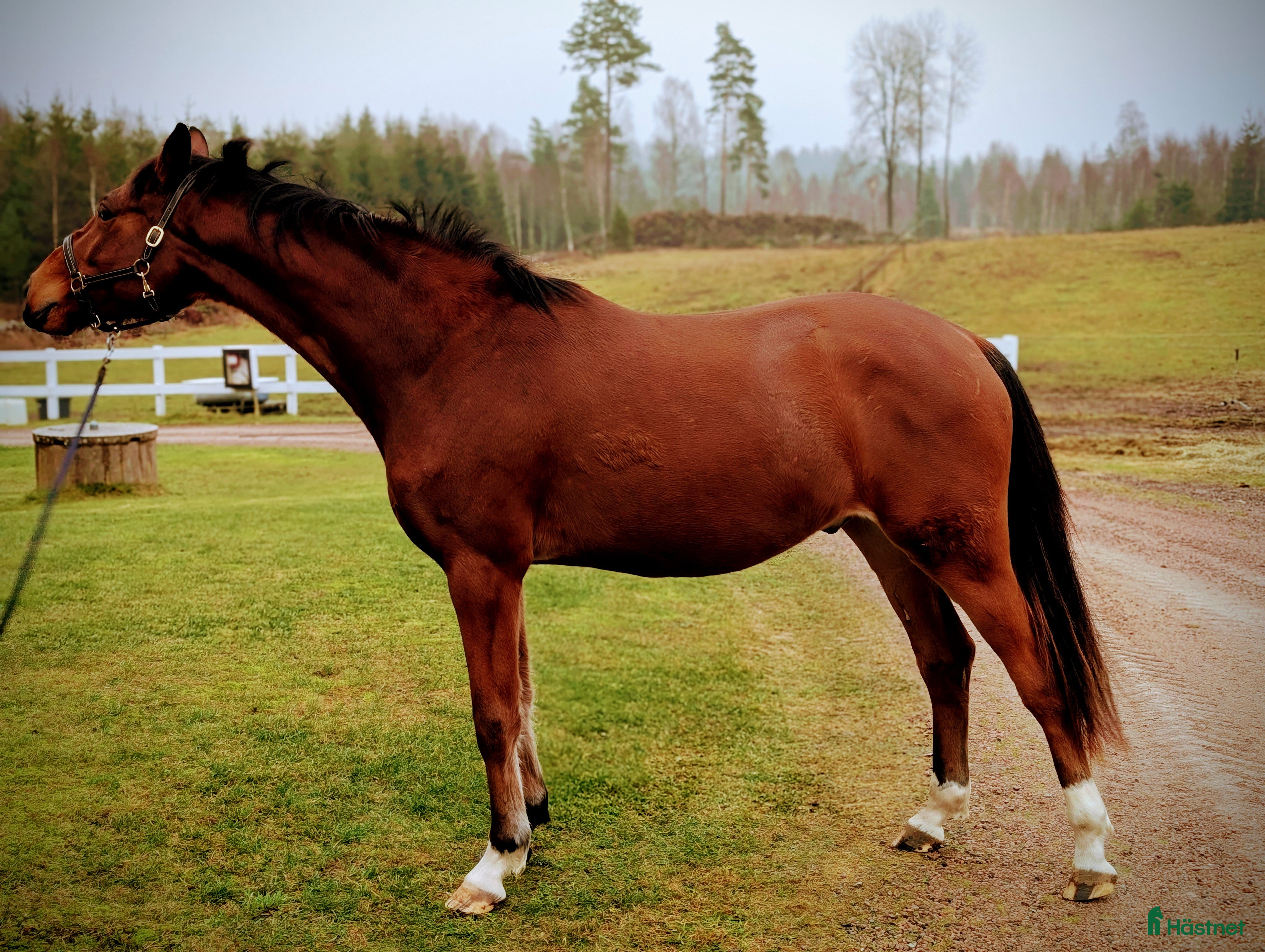  hästar Vacker valack  i Hamneda - Annons 9