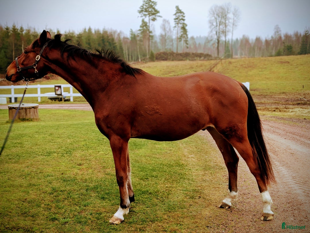 Hoppning hästar till salu: Vacker valack  i Hamneda - Annons 1