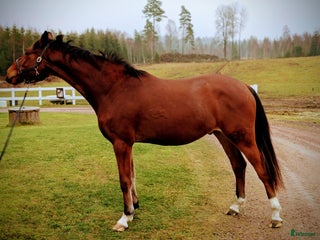 hästar Vacker valack i Hamneda - Annons 18