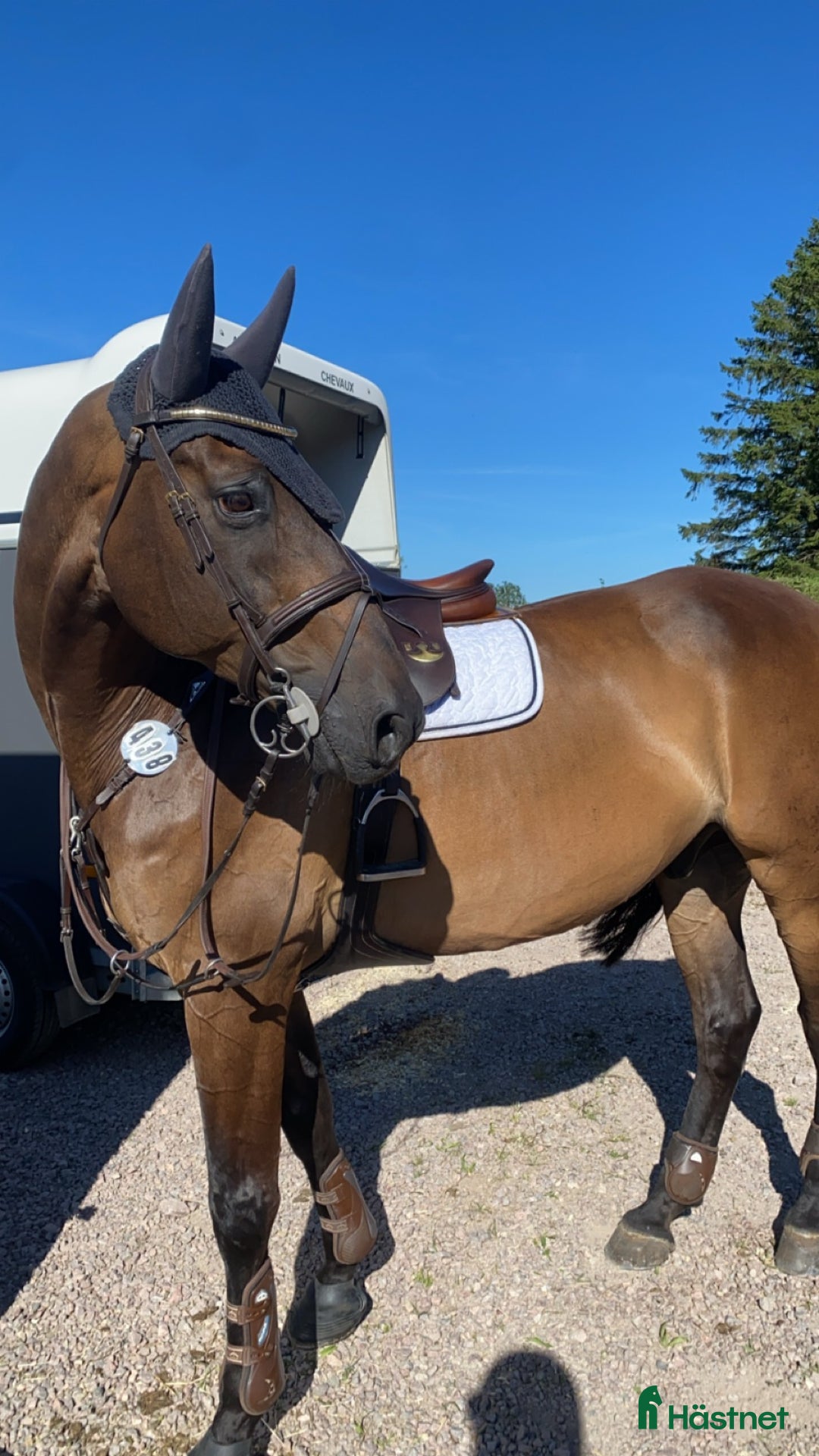 Hoppning hästar till salu: 16-årig valack till salu i Rydebäck - Annons 3