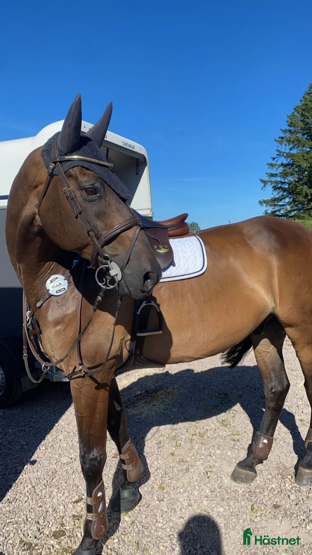 Hoppning hästar till salu: 16-årig valack till salu i Helsingborg - Annons 3