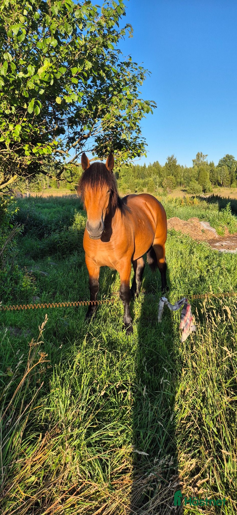  hästar Wilda söker ny bästa vän - Annons 8