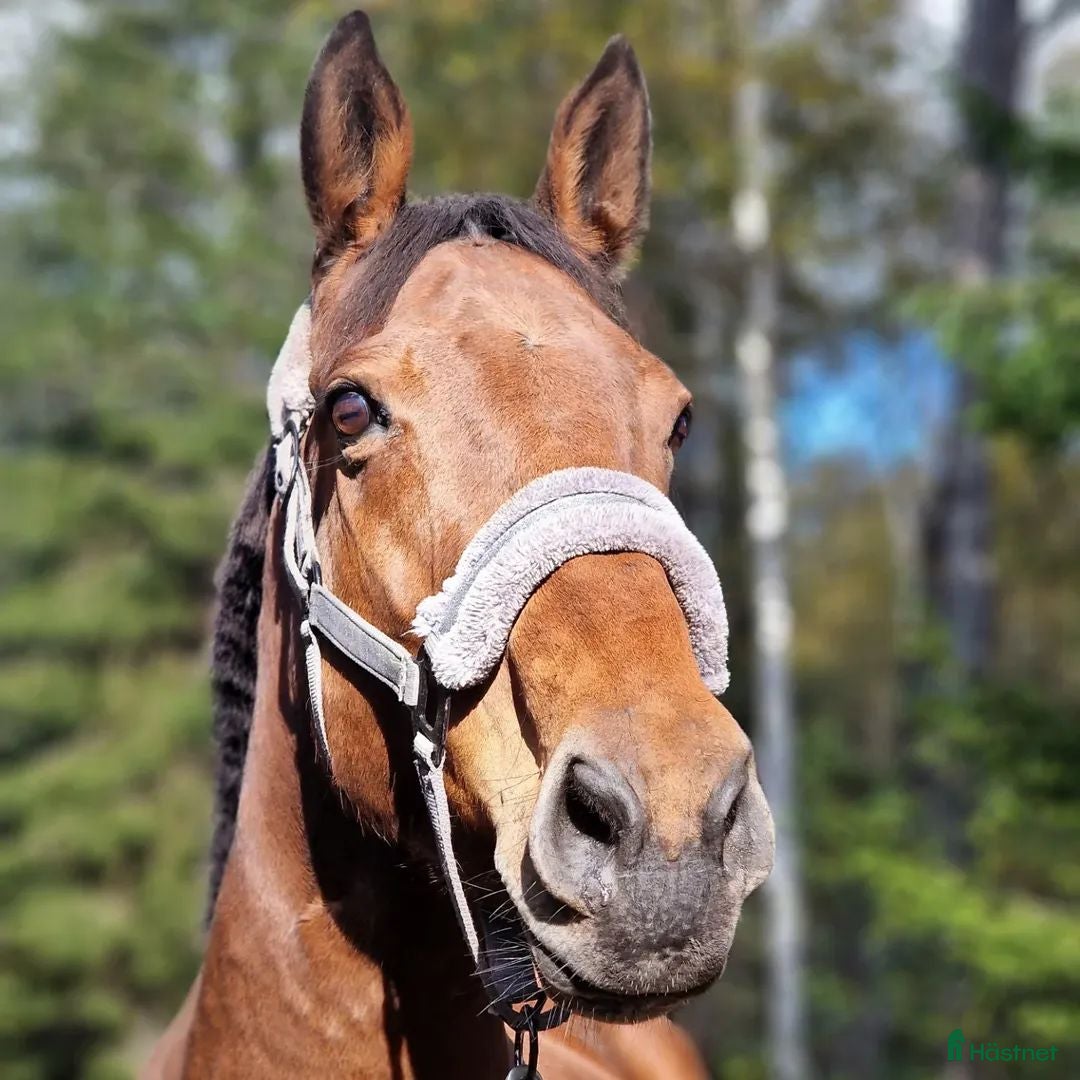  hästar Promenadhäst i Laxå - Annons 17