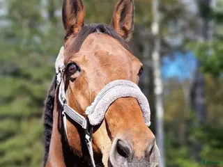 hästar Promenadhäst i Laxå - Annons 17