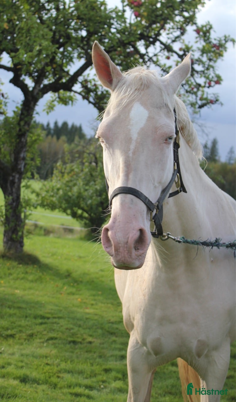  hästar Akhal teke sto - Annons 1