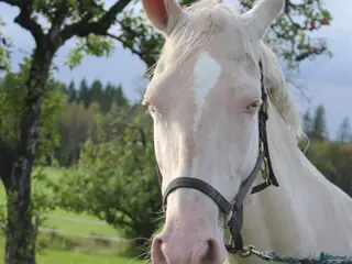 hästar Akhal teke sto - Annons 1