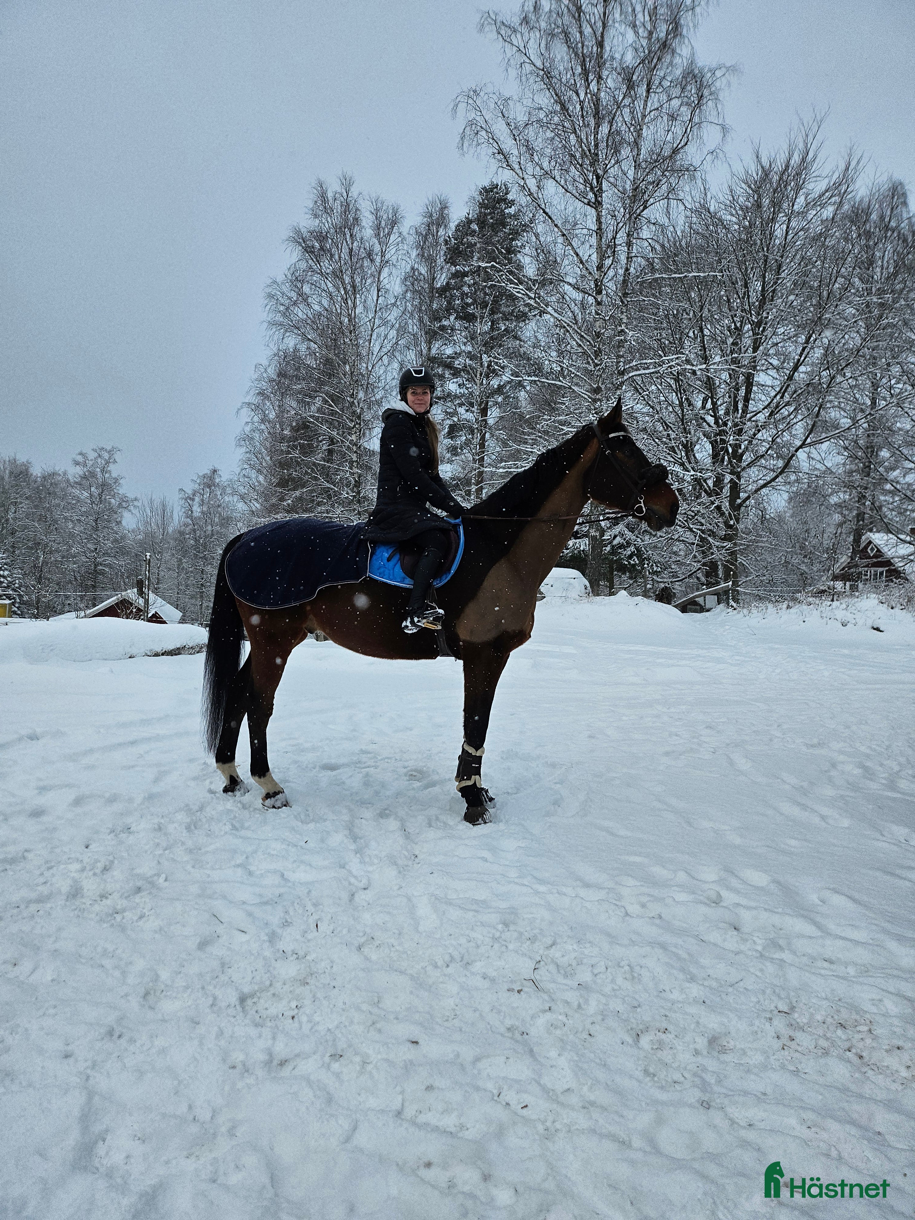  hästar Läromästare i Tenhult - Annons 12