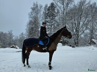 hästar Läromästare i Tenhult - Annons 12