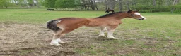 Allround hästar till salu: Underbar Welsh Cob fröken  - Annons 3