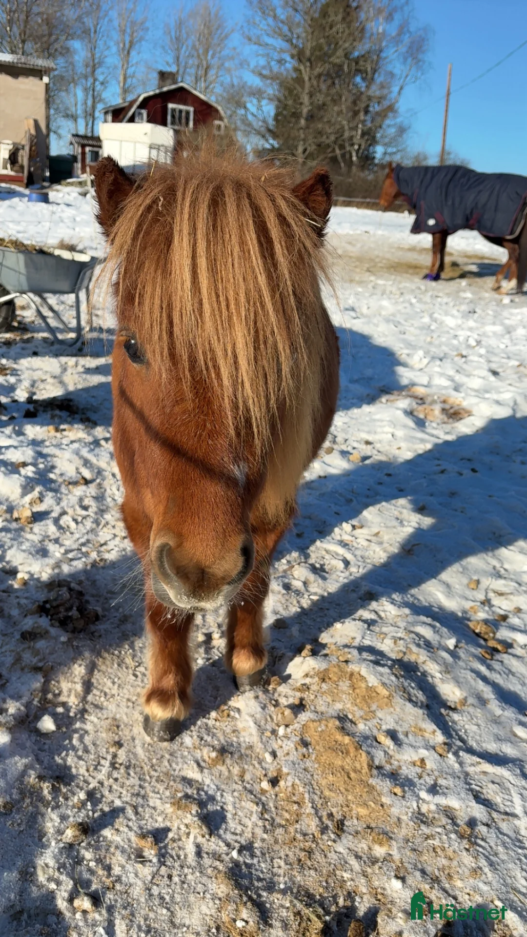 Allround hästar till salu: Fodervärd sökes för senare köp - Annons 2