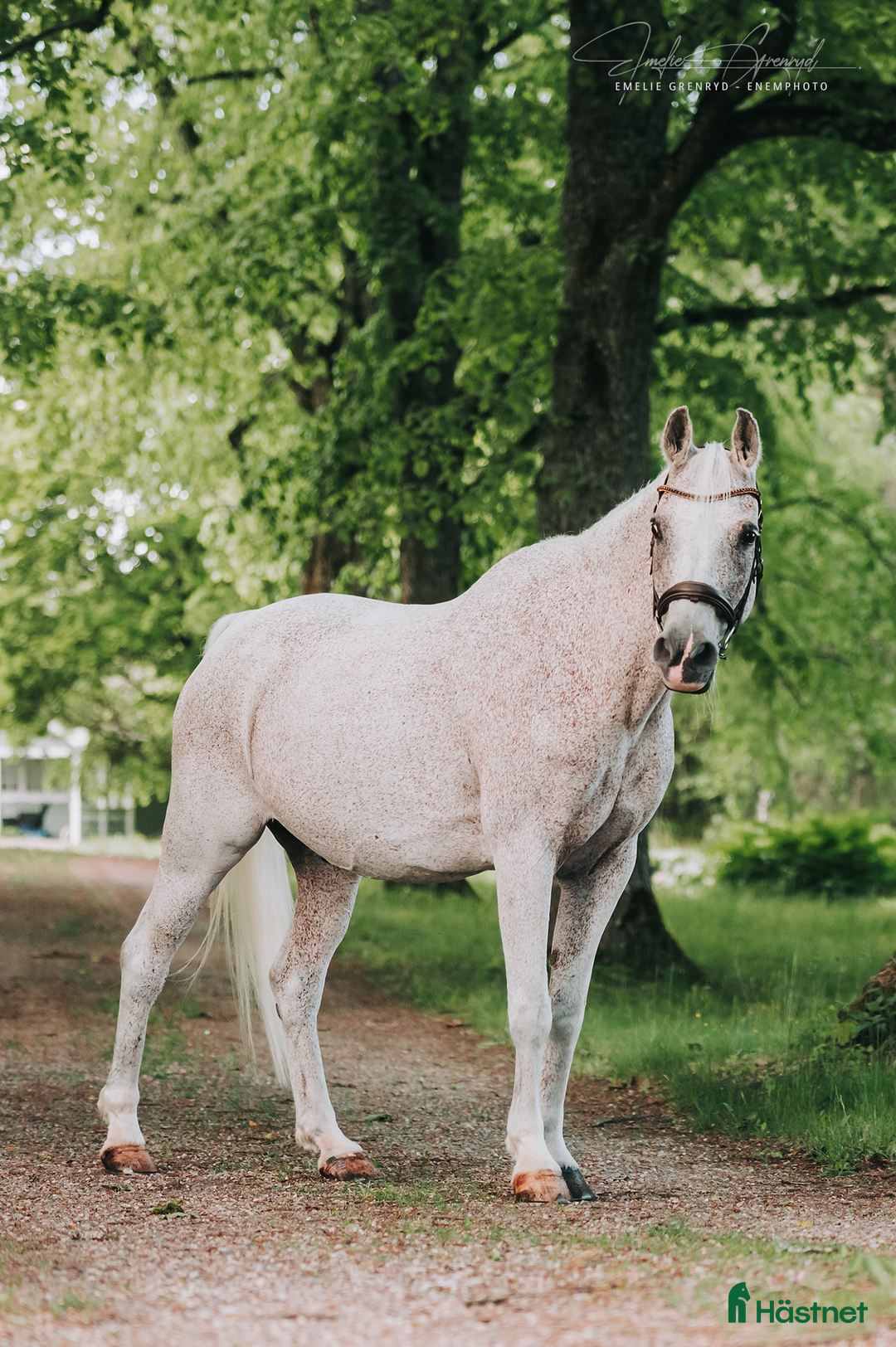 Allround hästar till salu: Fantastiskt trygg och välutbildad arabvalack i Eskilstuna - Annons 3