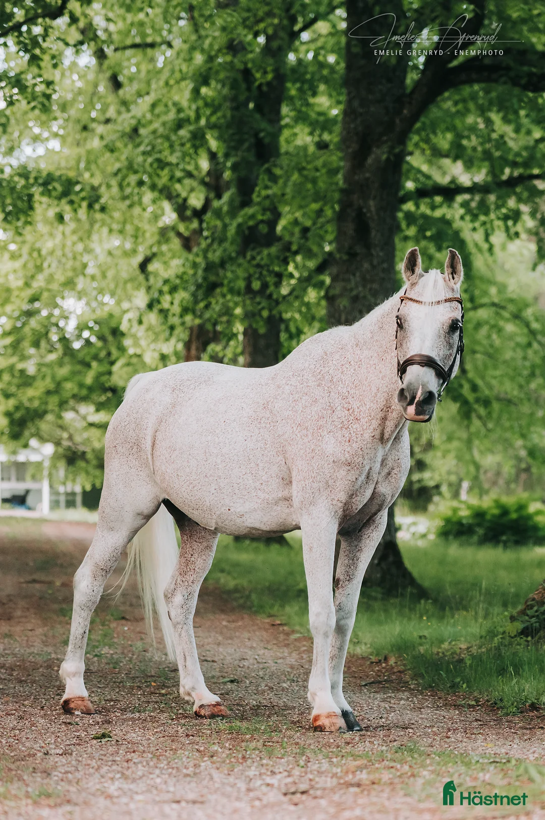 Allround hästar till salu: Fantastiskt trygg och välutbildad arabvalack i Eskilstuna - Annons 3