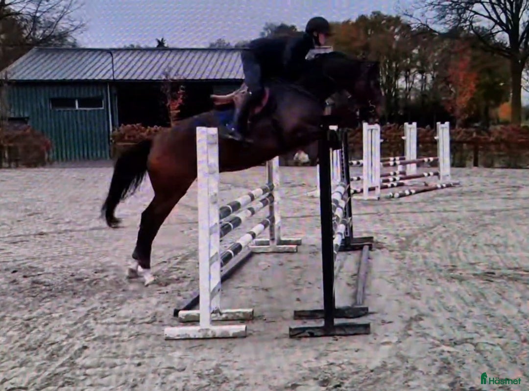 Hoppning hästar till salu: Välbalanserat 5års sto i Dösjebro - Annons 4