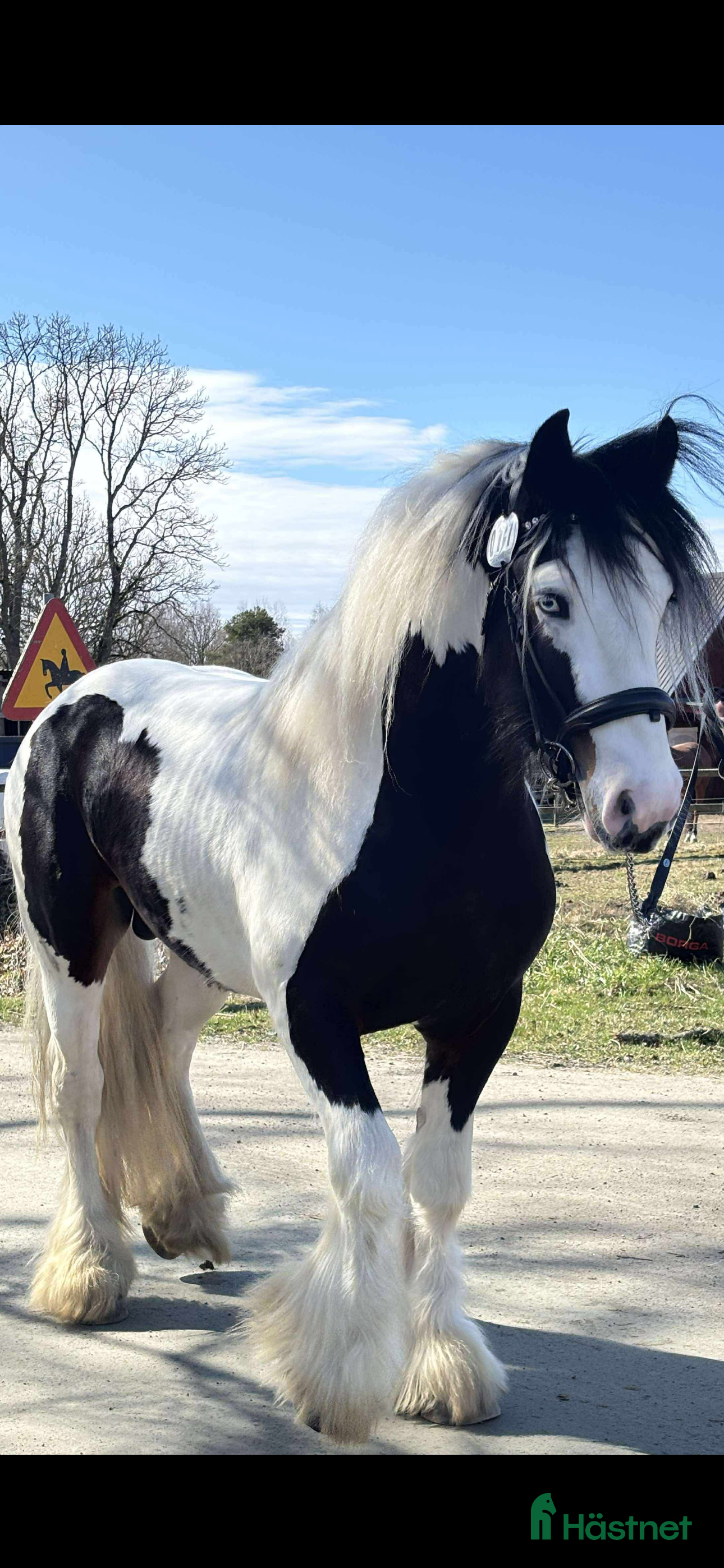  hästar Drömhästen i Västerås - Annons 2