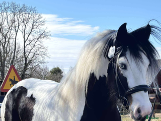 hästar Drömhästen i Västerås - Annons 1