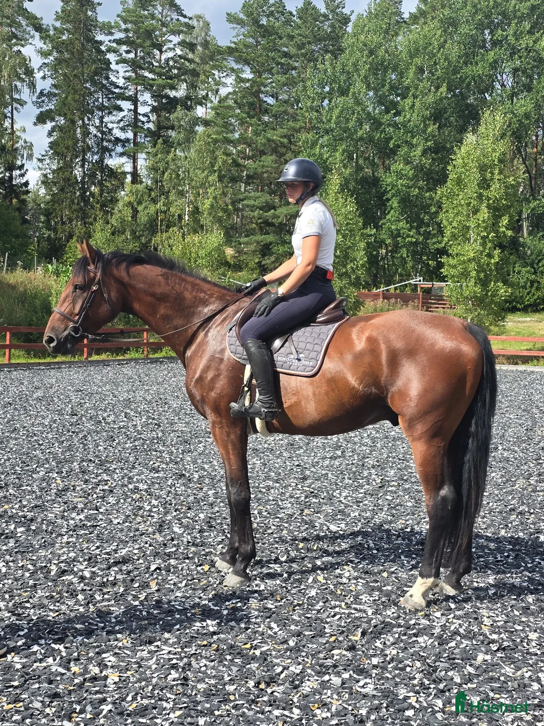 Allround hästar till salu: Lovande SWB-valack f. 2022 - Annons 7