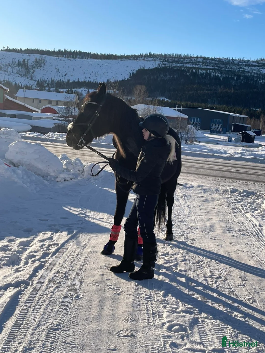  medryttarhäst finnes: Medryttare sökes  i Järpen - Annons 1