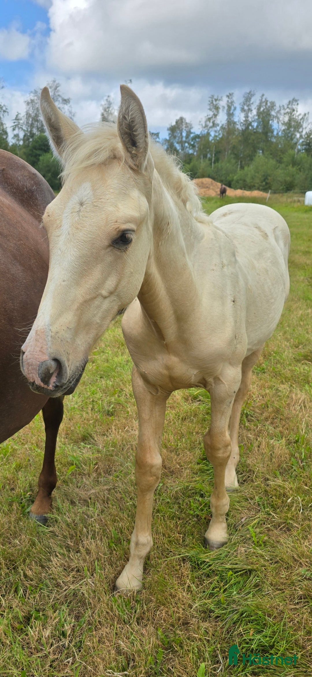 Dressyr hästar till salu:  PRE kille för den kräsna 💙 Palomino. Passa på i Veddige - Annons 25