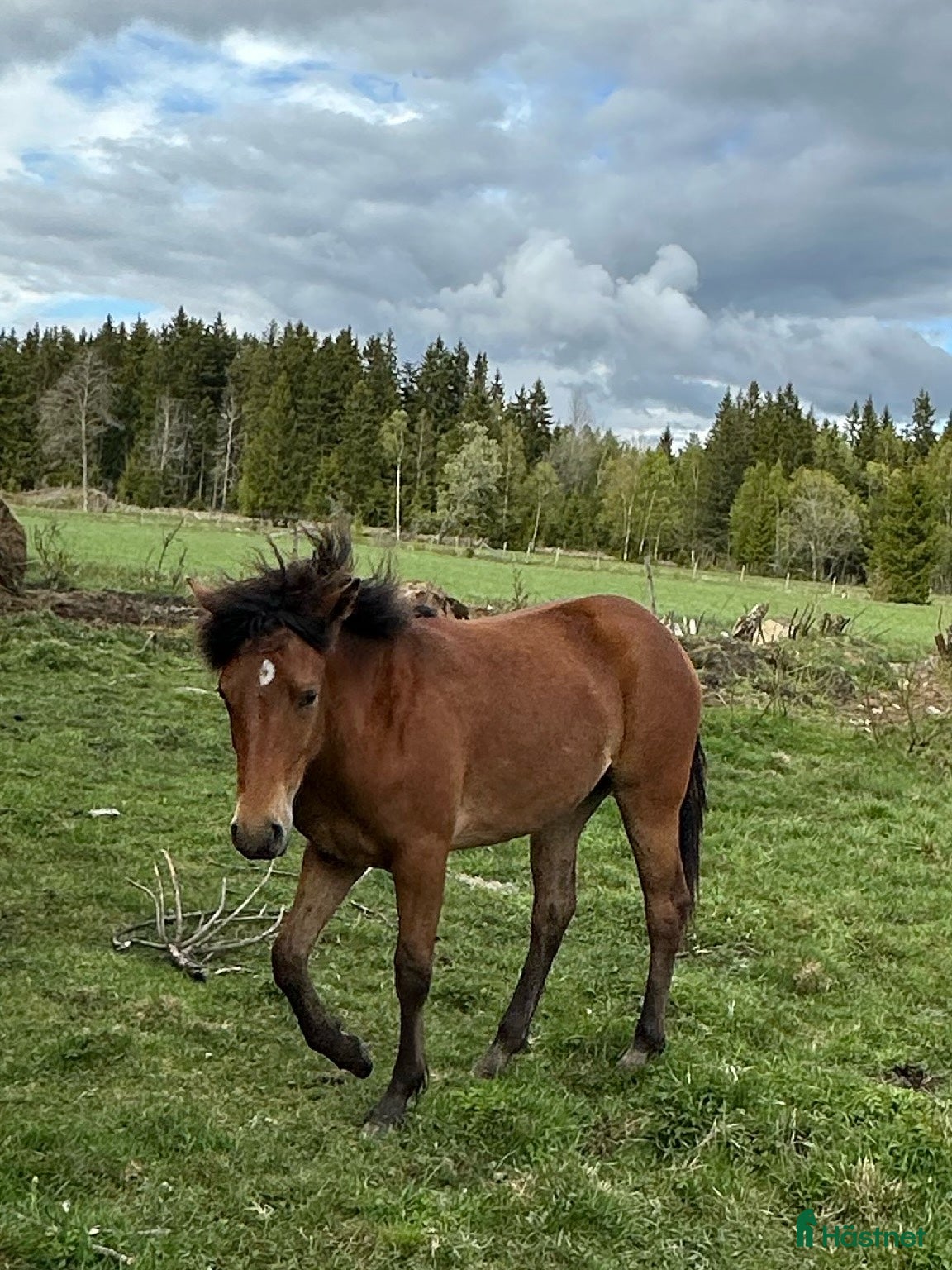  hästar Ungsto, korsning appaloosa och kallblodstravare - Annons 11