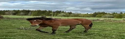 Allround hästar till salu: Ungsto, korsning appaloosa och kallblodstravare - Annons 1