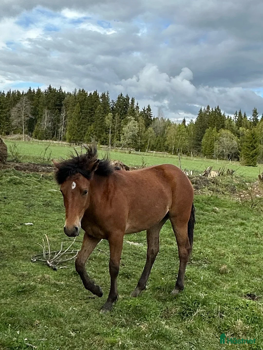 Allround hästar till salu: Ungsto, korsning appaloosa och kallblodstravare - Annons 1