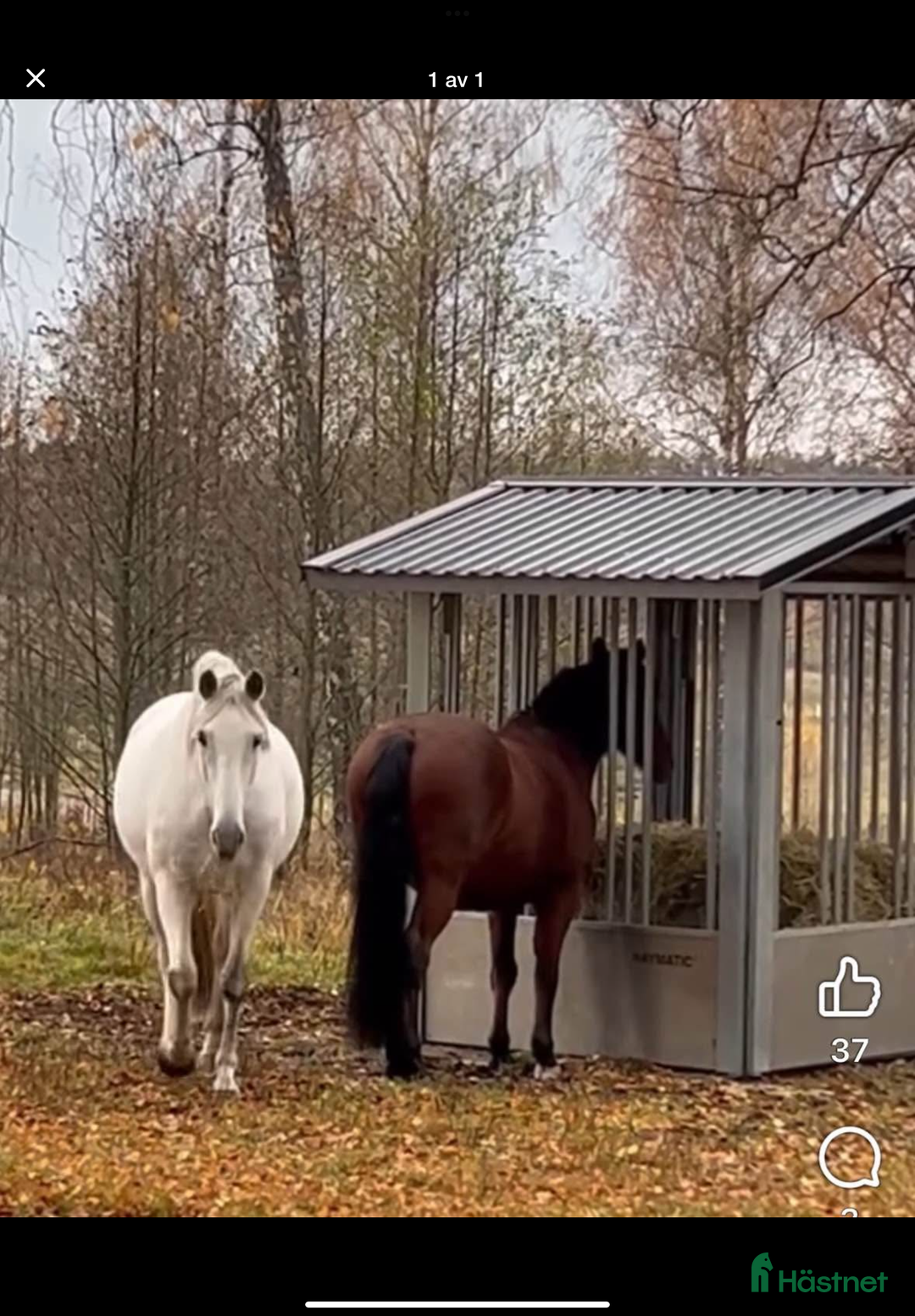  stallplats finnes: LÖSDRIFT - Lovön/Drottningholm🐎🐎🐎 i Drottningholm - Annons 1