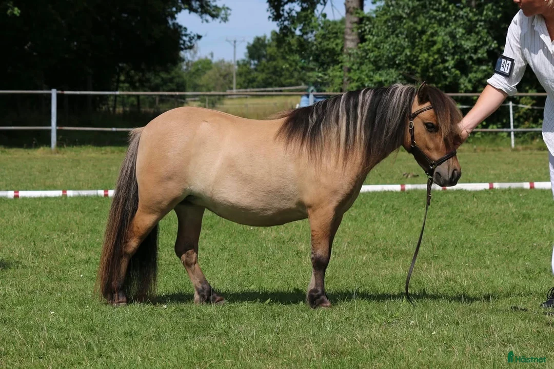 Allround hästar till salu: 3 årigt sto och 1 års hingst - Annons 1