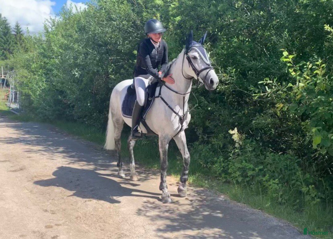 Hoppning hästar till salu: Piggt D ponny sto i Göteborg - Bild 4