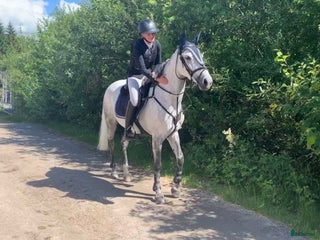 hästar i Göteborg - Annons 8