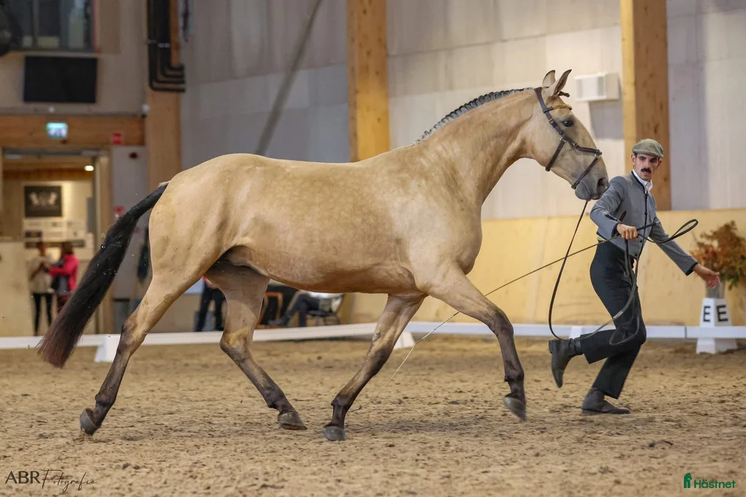 Barockt hästar till salu: Pga av platsbrist sto 2019 inport som 2 åring i Stockholm - Annons 3