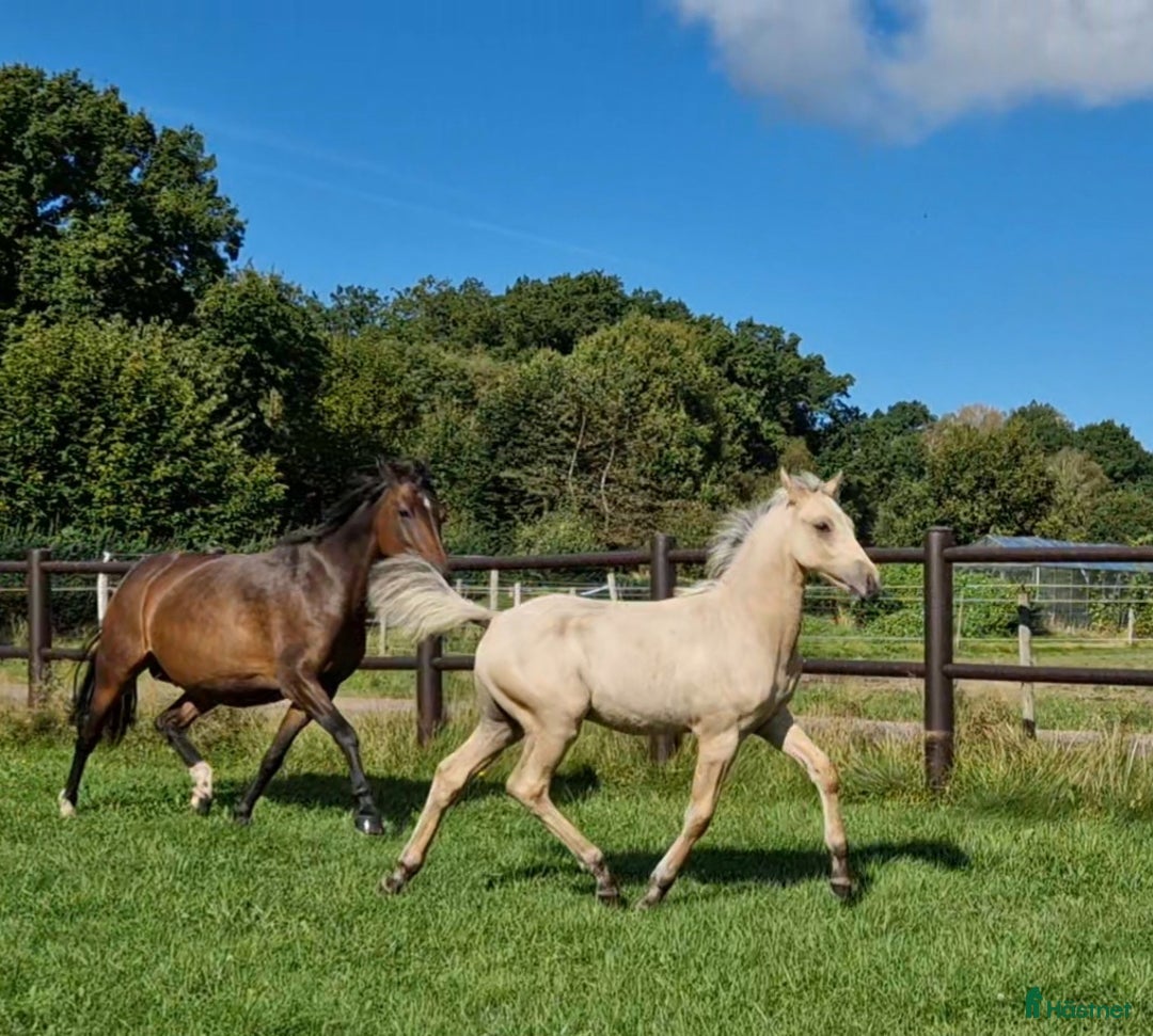 Allround hästar till salu: Charmtroll i Istorp - Annons 11