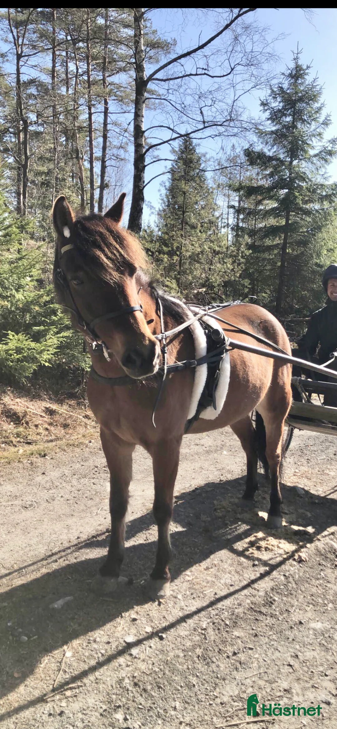 Allround hästar till salu: Elvaårigt gotlandsruss säljes i Kungsbacka - Annons 1
