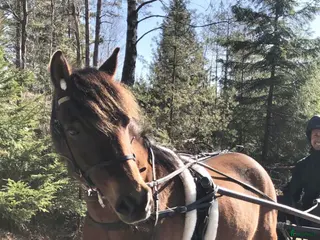 hästar Elvaårigt gotlandsruss säljes - Annons 2