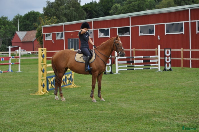 stallplats i Fjärås - Annons 12