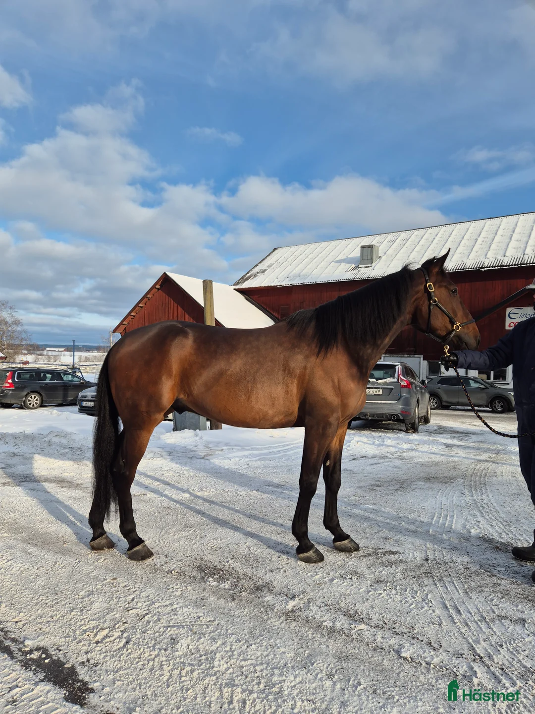Trav hästar till salu: 4-årig valack e: Father patrick  - Annons 2