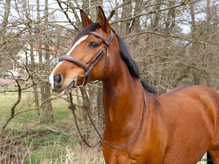 hästar Vackert sto med fantastisk personlighet i Ytterby - Annons 18