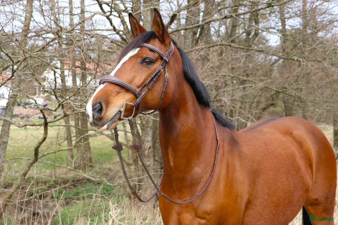 Allround hästar till salu: Vackert sto med fantastisk personlighet - Annons 3