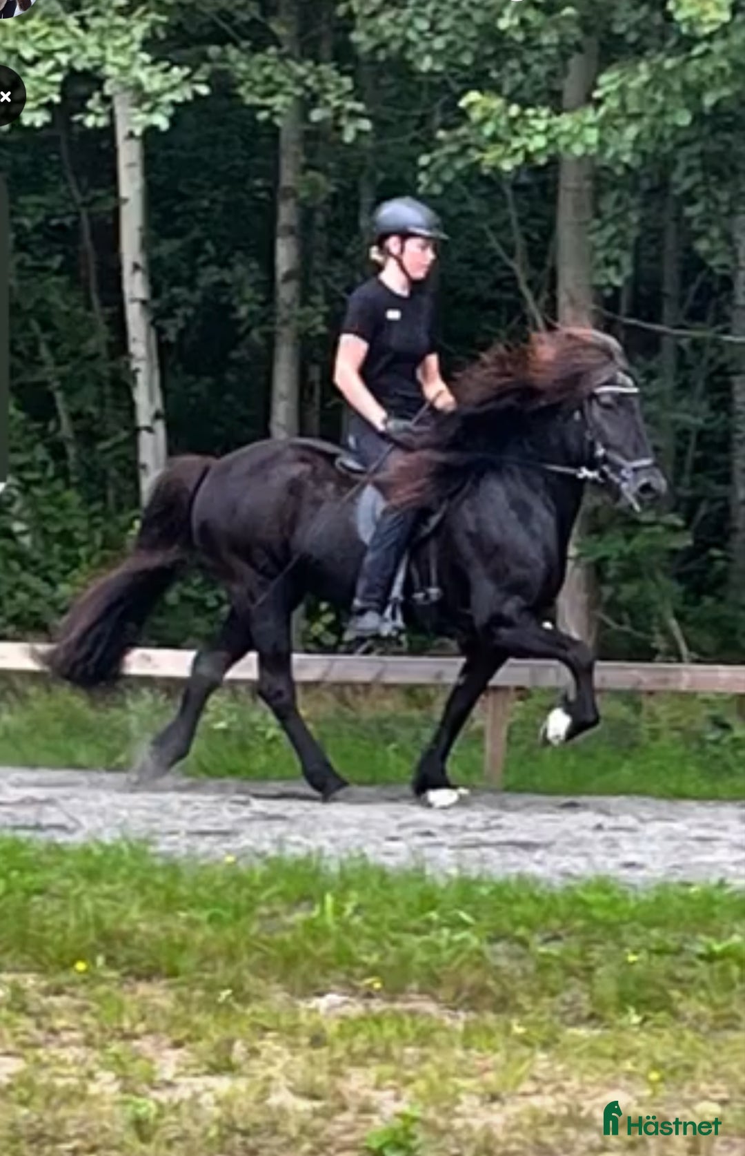Island hästar till salu: Fina Sunna letar nytt  i Bromölla - Annons 4
