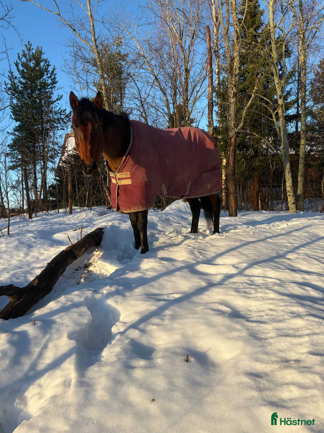 Allround hästar till salu: En bästa vän  i Njurunda - Annons 1