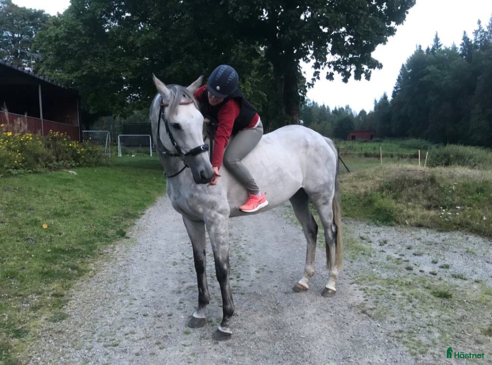  hästar Föl 2026  - Annons 3