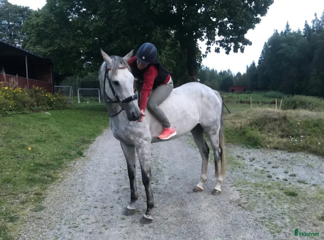 Avelshästar hästar till salu: Föl 2026  i Sävsjö - Annons 1