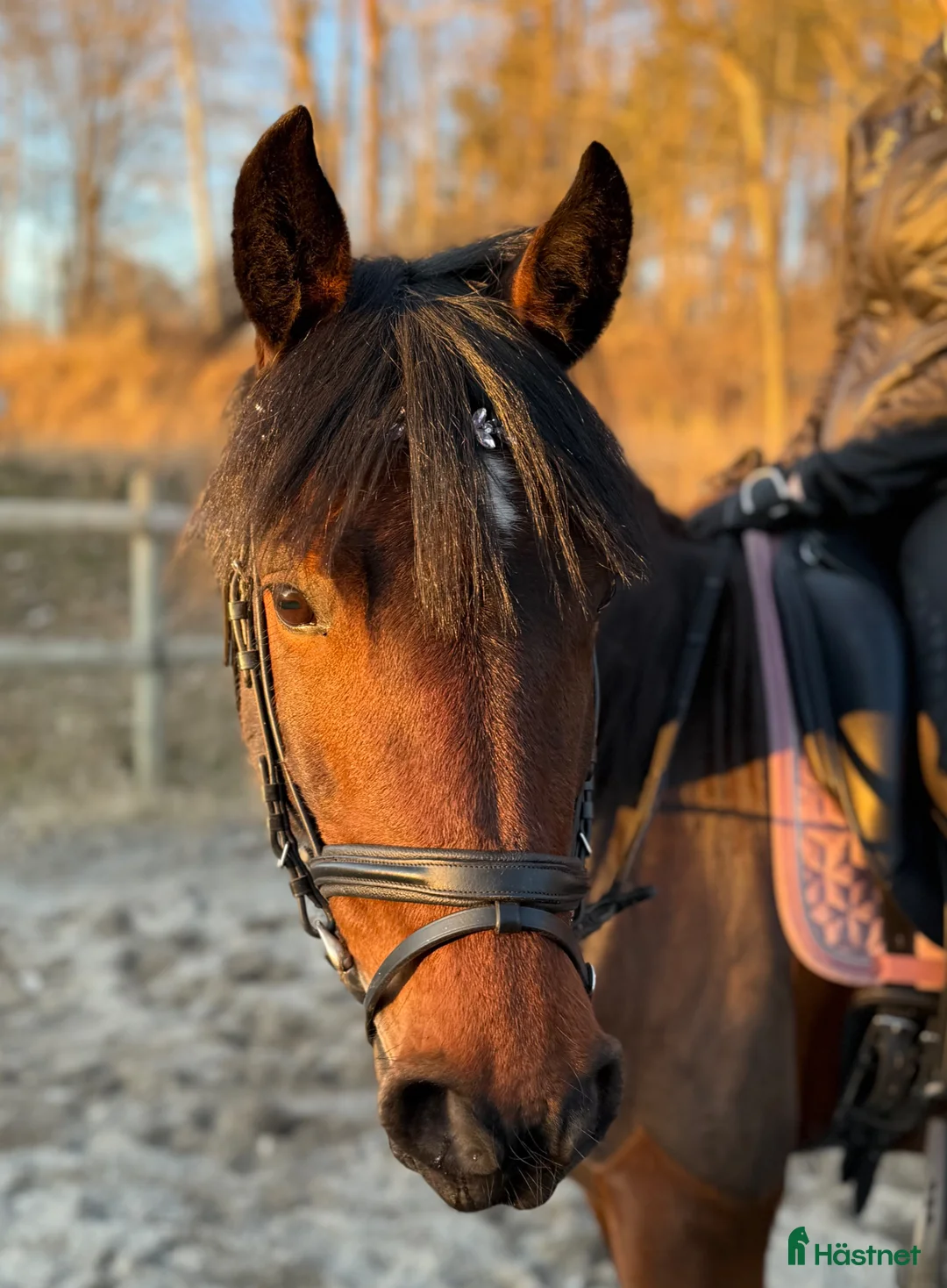 Dressyr hästar till salu: Älskad C-ponny med kvalitet och personlighet 🌟 - Annons 2