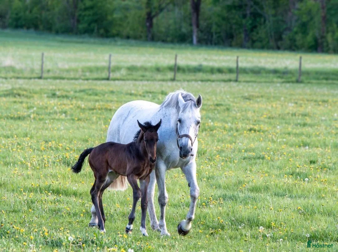Sällskap hästar till salu: Sällskapshäst i Örsundsbro - Annons 1