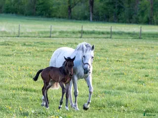 hästar Sällskapshäst i Örsundsbro - Annons 5
