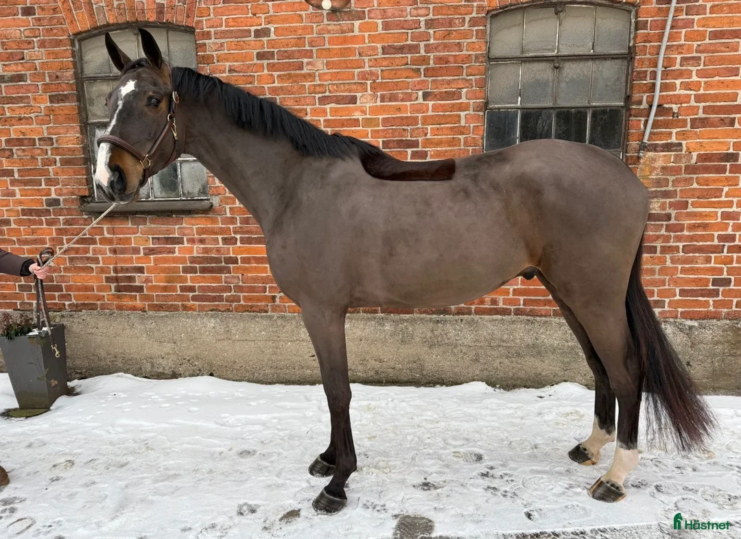 Hoppning hästar till salu: Kvalitetshäst för framtiden!  - Annons 2