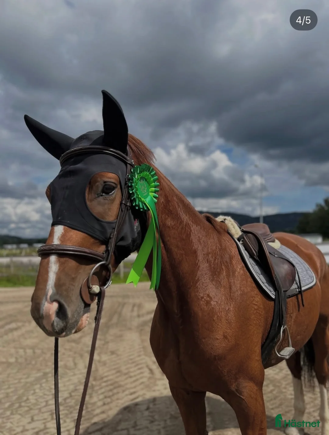 Allround hästar till salu: Sto med stor potential  - Annons 1