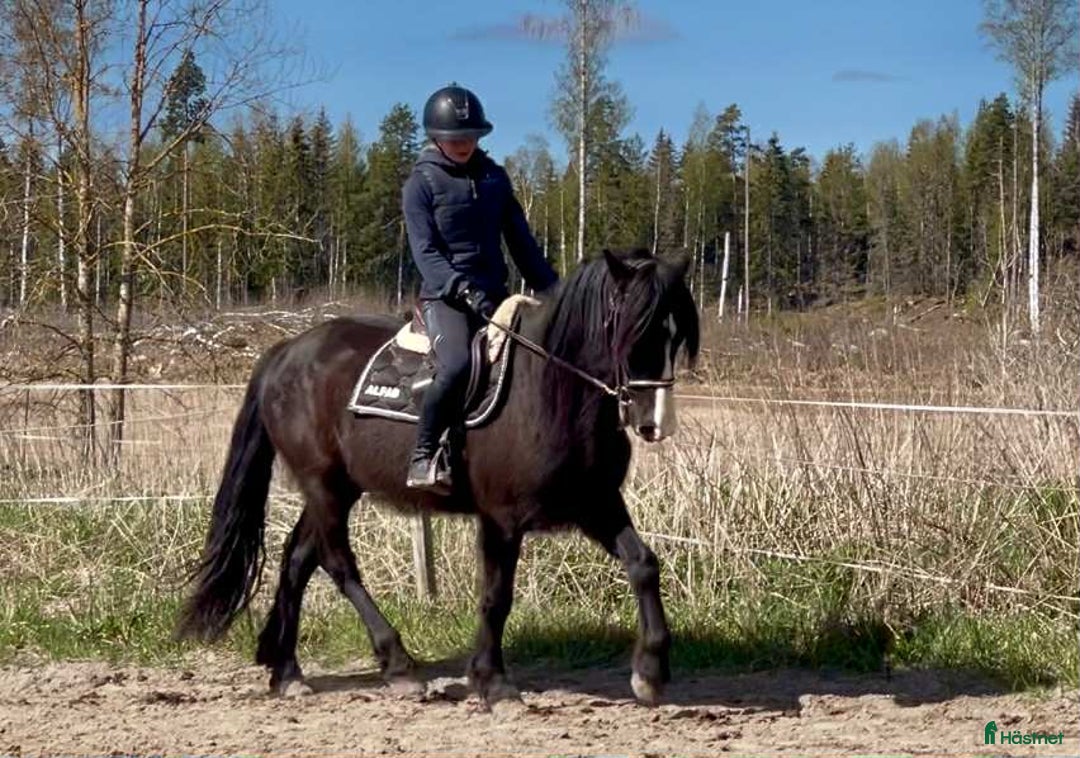 Allround hästar till salu: Snygg Valack i Fjärdhundra - Annons 4