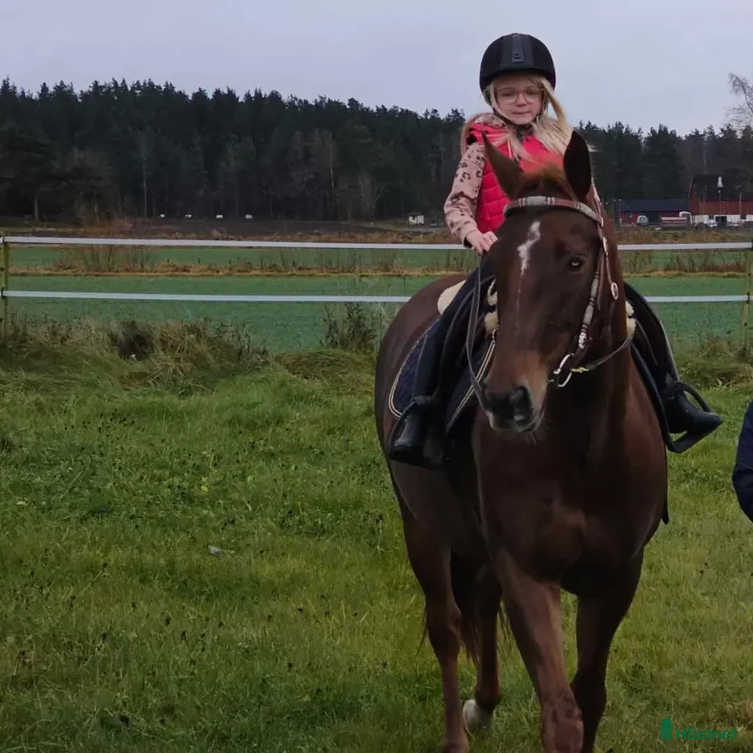 Western hästar till salu: ⭐️ Willie ⭐️  - Annons 2